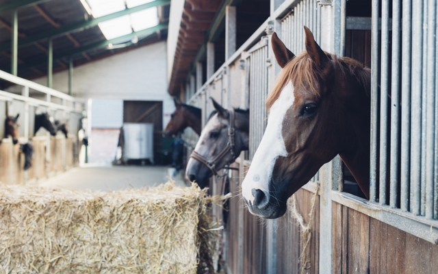 Agresszíven terjedő betegség fertőzi a lovakat