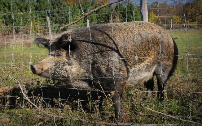 Vaddisznóirtás indul a sertéspestis miatt