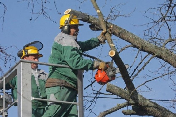 Megkezdődött a platánfák metszése