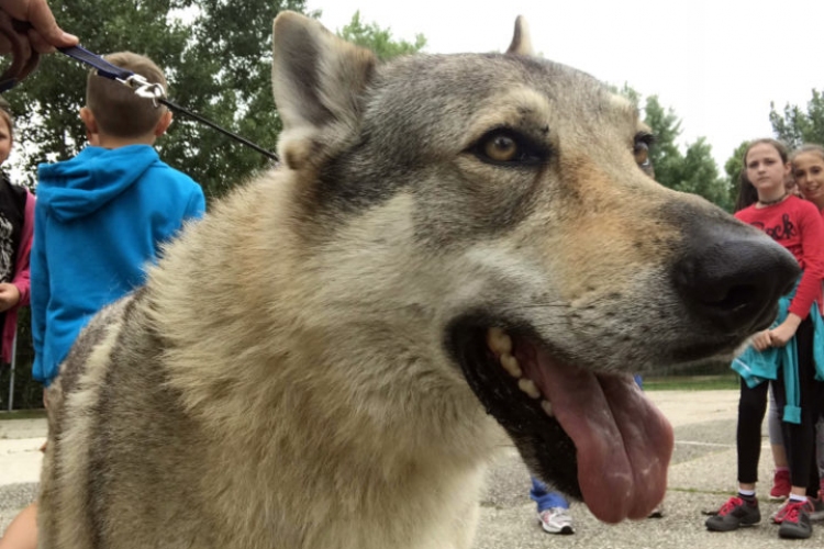 A kunszállási iskolásoknál járt Eli és Balto