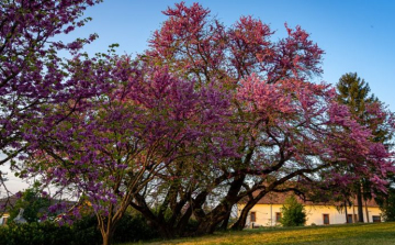 A mélykúti templomdombon álló Júdásfa lett az Év fája