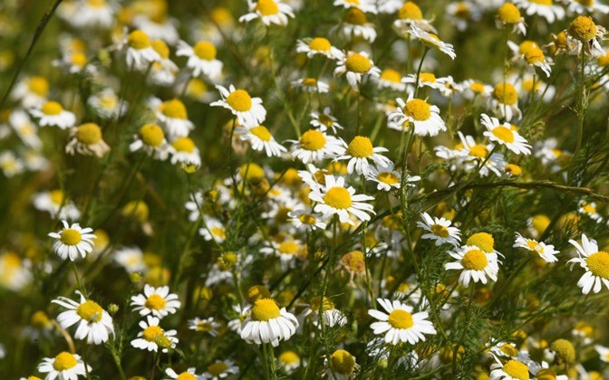 A 8 legnépszerűbb szépítő növény
