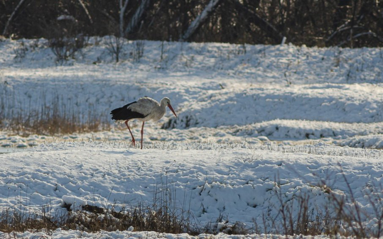 Terepszínű gólya Szatymazon