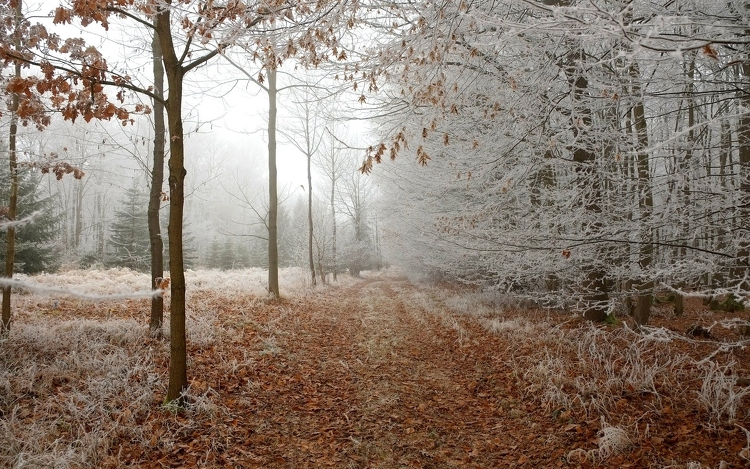 Borús, csapadékos idő várható az év utolsó napjaiban