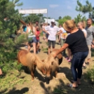 Gazdag programokkal várta a gyerekeket az öko-élménytábor