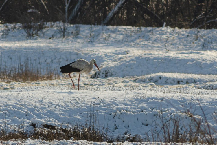 Terepszínű gólya Szatymazon