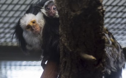 Fehérfejű selyemmajmok születtek a Szegedi Vadasparkban