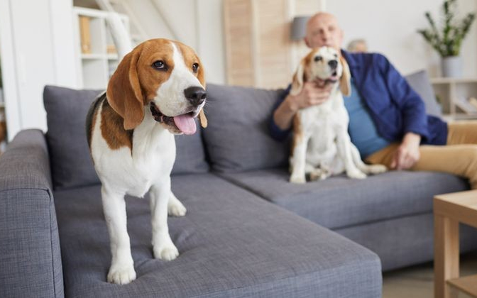 Miért gyógyulnak meg hamarabb a kutyatartók?