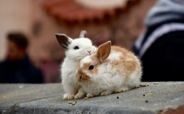 A felelős nyúltartásra hívja fel a figyelmet az Állatkert