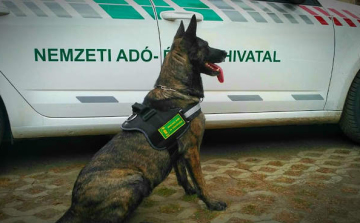 Keresőmunkára kiképezhető kutyákat vásárol a NAV