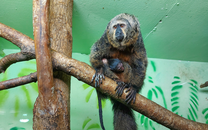 Tündérpofa sátánmajom született Szegeden