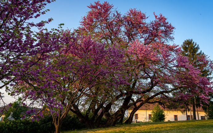 A mélykúti templomdombon álló Júdásfa lett az Év fája