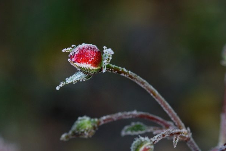Április első napjaiban is várható fagy