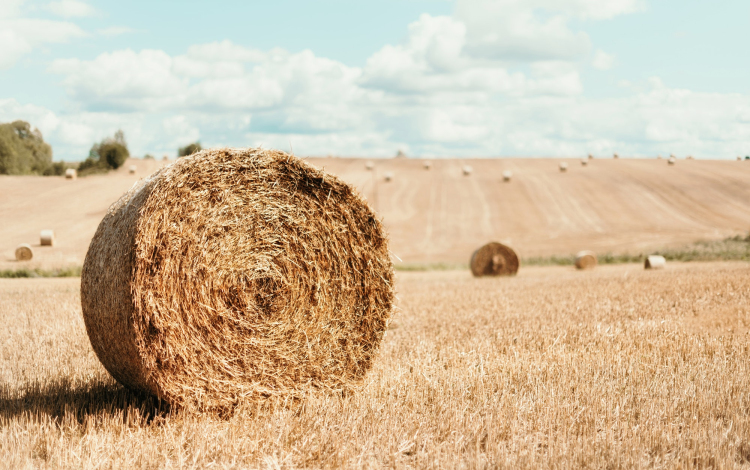 Nyugodt, meleg időben bízhatunk