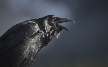 Okosabbak a hollók, mint mi azt gondolnánk