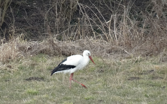 Az első gólya már hazaérkezett Magyarországra