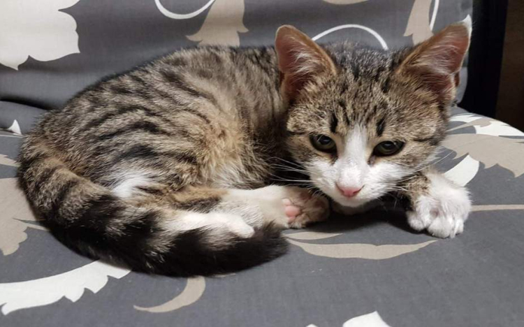 Segítséget kérnek a cicamentők