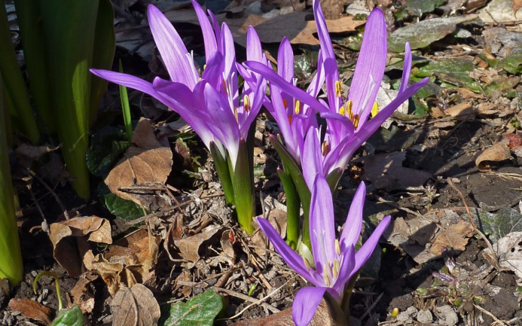 Itt az év első egyhajúvirága