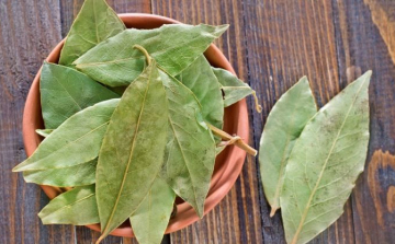 Babér: levele is, olaja is gyógyít