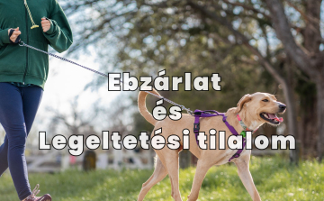 Ebzárlat és legeltetési tilalom Kiskunfélegyházán a veszettség elleni védekezés miatt
