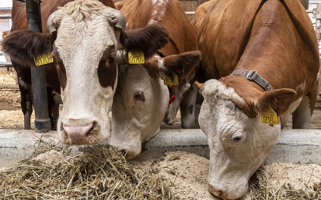 A magyar állattenyésztés legnagyobb problémája