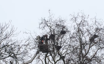 Megkezdődik a varjúfészkek eltávolítása