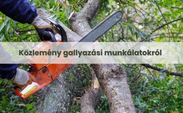Tájékoztatás a Kiskunfélegyházán végzett gallyazási munkálatokról