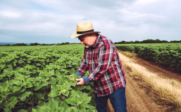  527 milliárdot kap a magyar agrárium