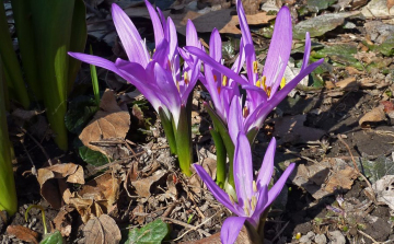 Itt az év első egyhajúvirága