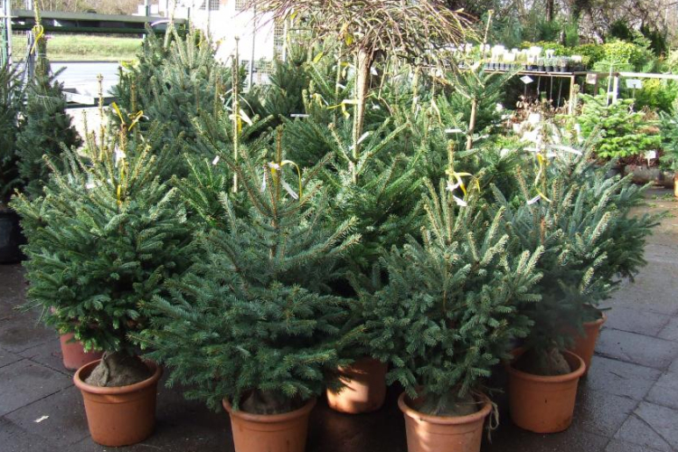 Karácsonyfa választás