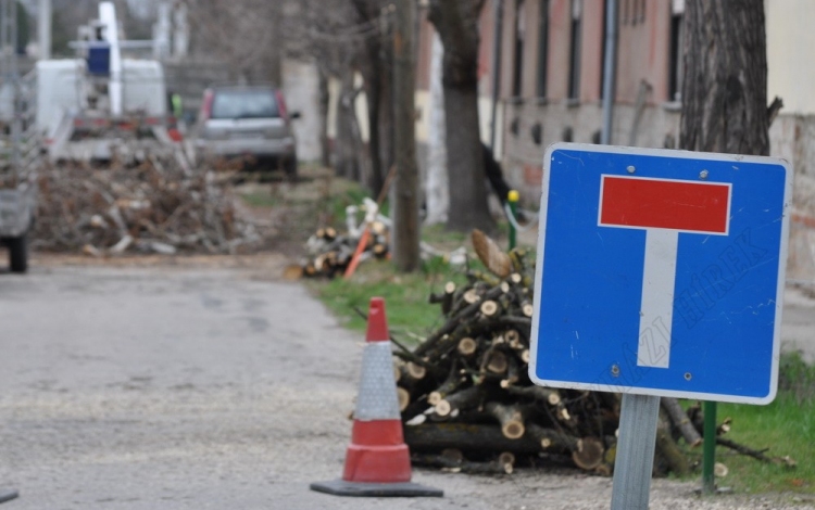 Nyesik a fákat a Gárdonyi Géza utcában