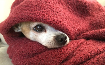 Ha eddig nem tettük, a héten elővehetjük a télikabátot