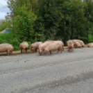 Sertéseket szállító kamion pótkocsija borult fel