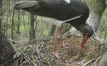 Egyre több fekete gólya érkezik Gemencre