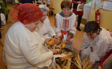 Esőben is fosztották a kukoricát