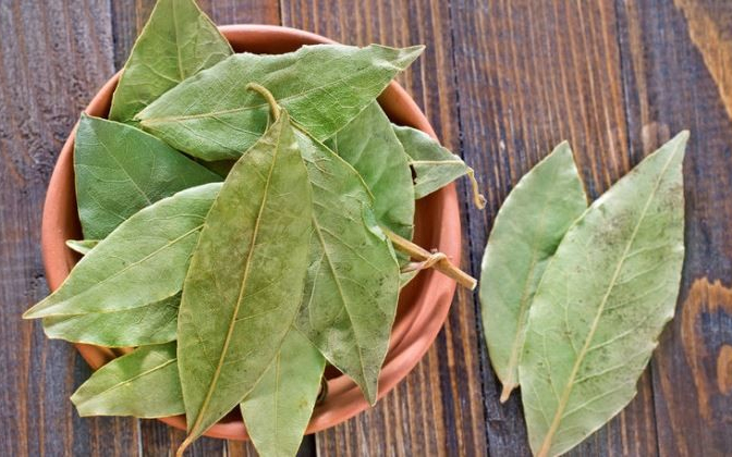 Babér: levele is, olaja is gyógyít