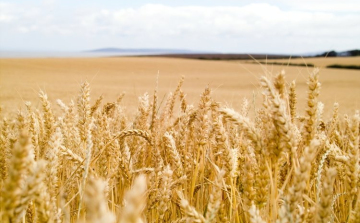 Sajtótájékoztató a műtrágya helyzetről a Bács-Kiskun megyei Agrárkamarában