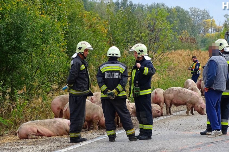 Sertéseket szállító kamion pótkocsija borult fel