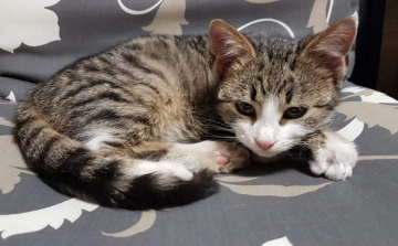 Segítséget kérnek a cicamentők