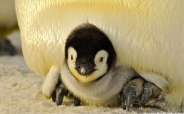 Pingvinbébi született Szegeden