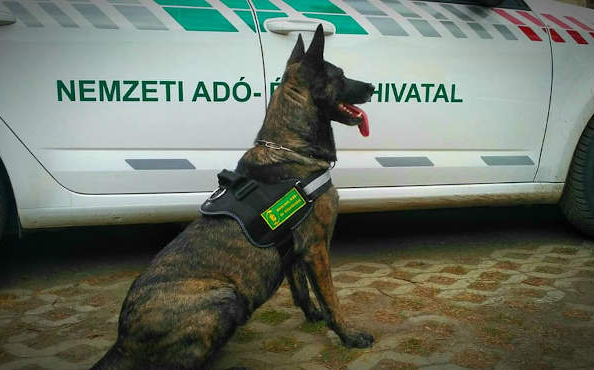 Keresőmunkára kiképezhető kutyákat vásárol a NAV