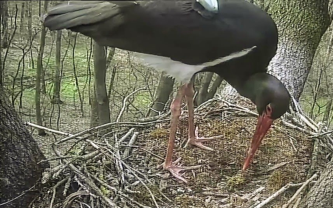 Egyre több fekete gólya érkezik Gemencre