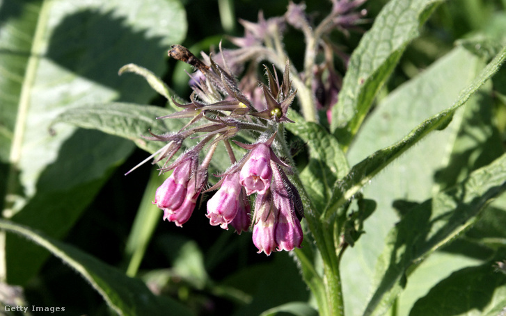 A fekete nadálytő az év gyógynövénye