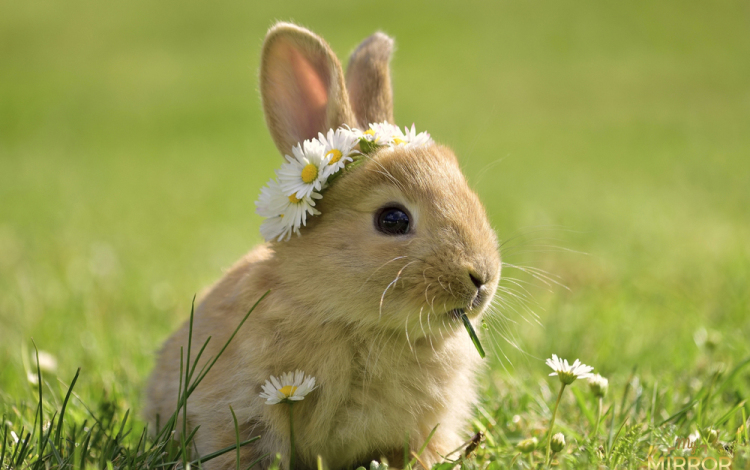 Húsvéti nyúl - Húsvétra nyúl?