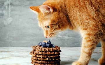 A macskák ezért nem érzik az édeset