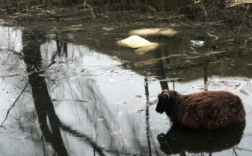 Nem tudják mi ölte meg a birkákat Kiskunfélegyházán