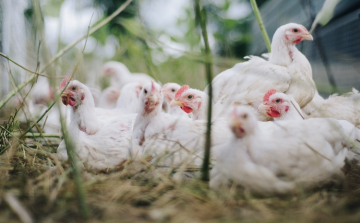 Újra egész Magyarországról szállíthatók baromfitermékek Thaiföldre és Japánba