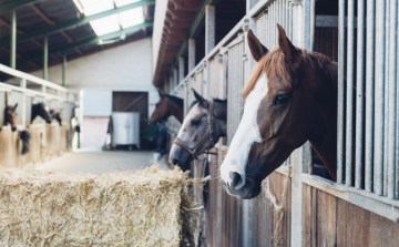 Agresszíven terjedő betegség fertőzi a lovakat