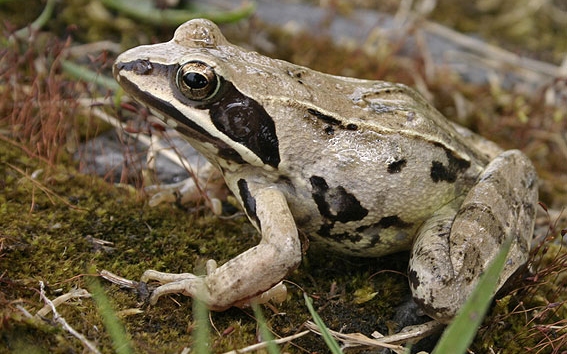 A mocsári béka az idei év kétéltűje