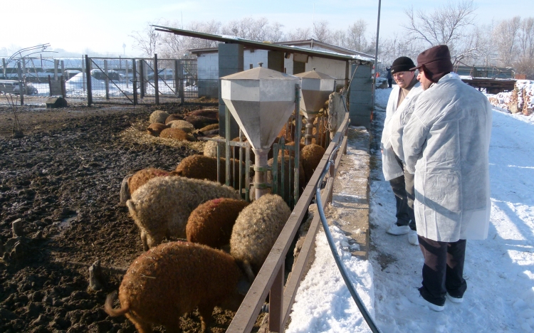 Országosan is elismert a MEZGÉ-s mangalica